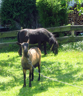tiere.jpg